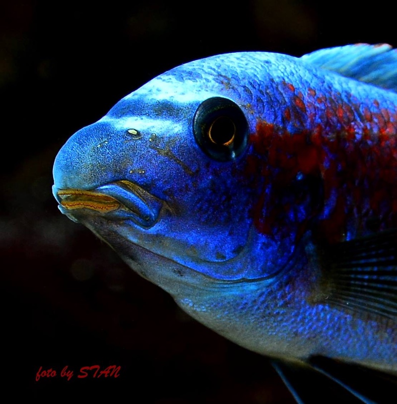 Labeotropheus trewavasae 'Makankha Reef'